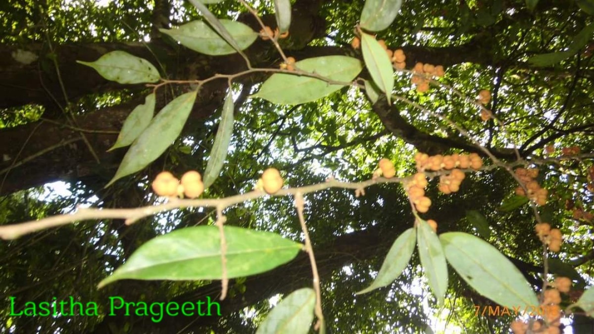 Cleistanthus ferrugineus (Thwaites) Müll.Arg.